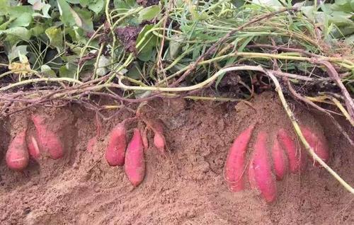 山芋的介绍,基本概述,生长繁殖,医药典籍中的红薯 